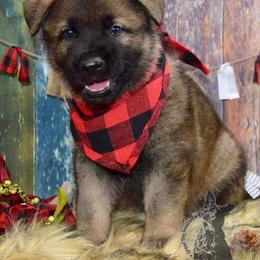 German Shepherd Puppies from Validus Pastoris Kennels