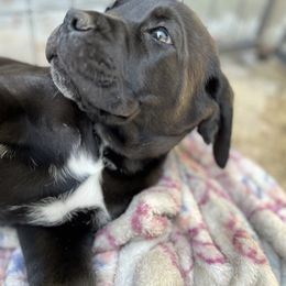 Cane Corso and Lowchen Puppies from High Royal Kennel