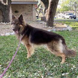 Phoenix - German Shepherd