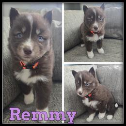 Remmy - Red and white female Siberian Husky puppy in Wheeler, Michigan from Haase Family Kennels