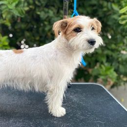 Suki - Russell Terrier
