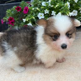 Grant-fluffy - Sable and white male American Corgi puppy in Stillwater, Oklahoma from Steele Family Farms