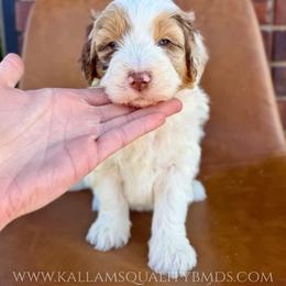 Kilkenny - Chocolate merle female Bernedoodle puppy in Owasso, Oklahoma from Kallams Bernedoodles & Bernese Mountain Dogs