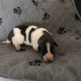 Pyrenean Mastiff Puppies from Mastini Sierra Pyrenean Mastiffs