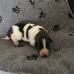 Pyrenean Mastiff Puppies from Mastini Sierra Pyrenean Mastiffs