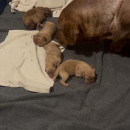 Girl 1 - Yellow female Labrador Retriever puppy in Littlefield, Arizona from Susan Burkey