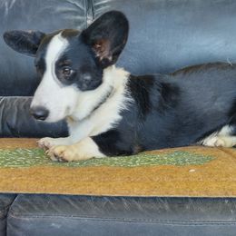 Boy 1 - Black and white Cardigan Welsh Corgi puppy in Huntington Beach, California from Victory Crown