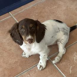 Dachshunds from Queens of the South