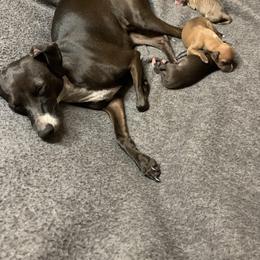 Italian Greyhound Puppies from Kentucky Greyhounds