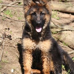 German Shepherd Puppies from Maroon Hills Kennel