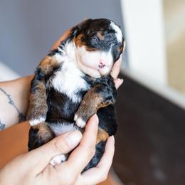 Millie - Tri-color female Bernedoodle puppy in Narvon, Pennsylvania from CBKB Bernedoodle’s