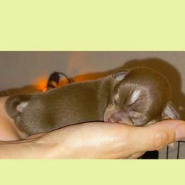 Boy 3 - Chocolate and tan male Chihuahua puppy in Meridian, Oklahoma from Crazy Love Kennels