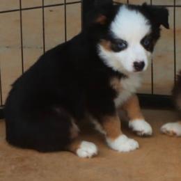 Bunny's Blue-eyed Black Tri Female - Black tri female Toy Australian Shepherd puppy in Leighton, Alabama from Isbell Land & Livestock, LLC