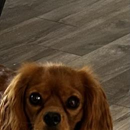 Twix - Cavalier King Charles Spaniel