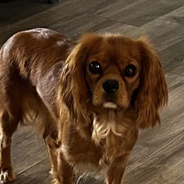 Twix - Cavalier King Charles Spaniel