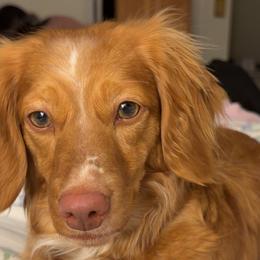 Dachshunds from MN Dachshunds