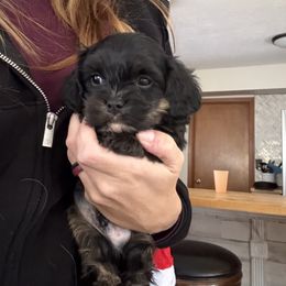 Mayor - Black and tan male Cavapoo puppy in Albuquerque, New Mexico from Enchantment Cavapoo & Pugapoo Puppies