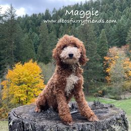 Maggie - Goldendoodle