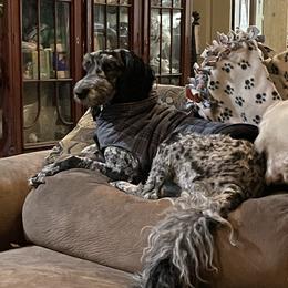 Brie - Labradoodle