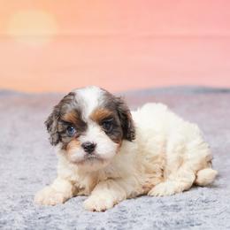 Leah - Merle female Cavapoo puppy in Apple Creek, Ohio from Grandeur Valley Puppies