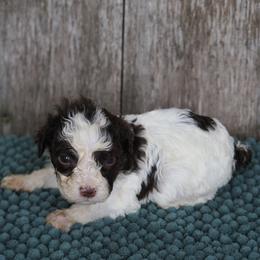 Boy 2 - male Lagotto Romagnolo puppy in Lake City, Michigan from Michigan Lagotto