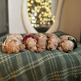 Poodle Puppies from Bruno & Co. Puppies