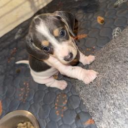 Girl 1 - Piebald female Dachshund puppy in Stockton, California from Royalty Weenies