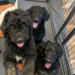 Goldendoodle Puppies from Solis Goldendoodles