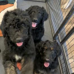 Goldendoodle Puppies from Solis Goldendoodles