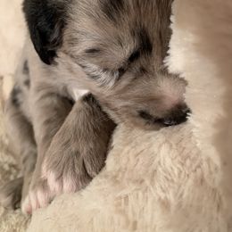 Australian Shepherd Puppies from Lil Rhody Blues Australian Shepherds