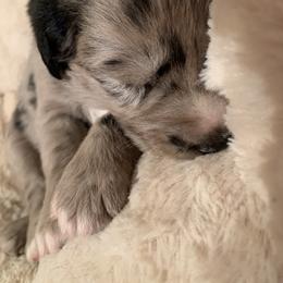 Australian Shepherd Puppies from Lil Rhody Blues Australian Shepherds