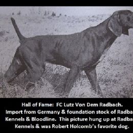 German Shorthaired Pointer All Grown Up from RADBACH KENNELS