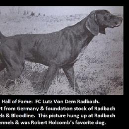 German Shorthaired Pointer All Grown Up from RADBACH KENNELS