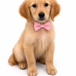 Bubblegum - Golden female Golden Retriever puppy in Chicago, Illinois from Urbane Retrievers