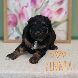Zinnia - Phantom female Goldendoodle puppy in Lynn Haven, Florida from JoZy's Doodles