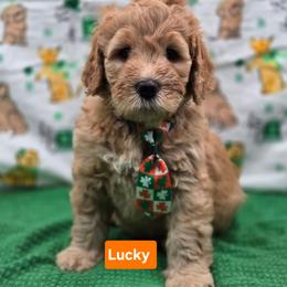 Lucky - Apricot male Goldendoodle puppy in Summerville, South Carolina from Channys Doodles