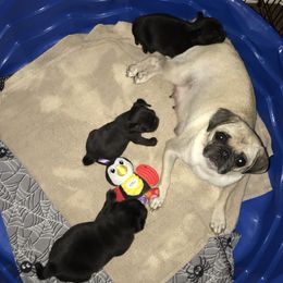Bulldog, French Bulldog, and Pug Puppies from Royal destiny kennels