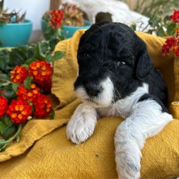 Labradoodle Puppies from California Poppy Doodles