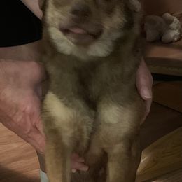 Kona - Chihuahua