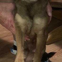 Kona - Chihuahua