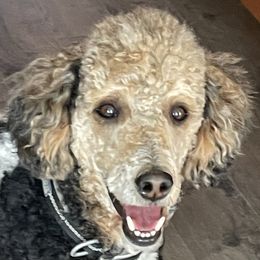 Bennie - Poodle