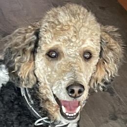 Bennie - Poodle