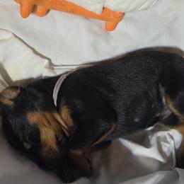 Lavender collar girl - Black and rust female Doberman Pinscher puppy in Santa Clarita, California from Riviera Dobermans