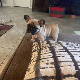 American Bully and French Bulldog Puppies from Bolt Action Kennel