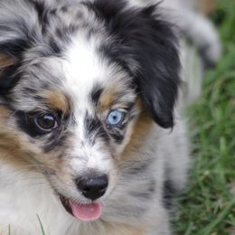 Miniature Australian Shepherds and Pomeranians from White Oak Aussies
