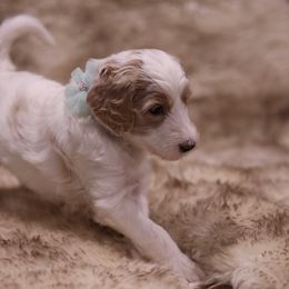 "Teal" Goldendoodle Puppies from Hogan Family-Raised F1b Gooldendoodles