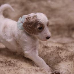 "Teal" Goldendoodle Puppies from Hogan Family-Raised F1b Gooldendoodles