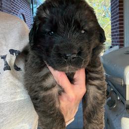 Cupcake (Grey Collar) - Reddish brown female Leonberger puppy in Manchester, Tennessee from Bois D’Arc Leonbergers