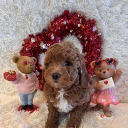 Sandy - Red  female Goldendoodle puppy in Bucyrus, Missouri from Hill Top Pomskies