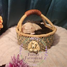Dachshund Puppies from Forest Farmstead Dachshunds